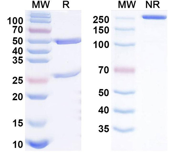 Indemakitug Antibody - SDS-PAGE