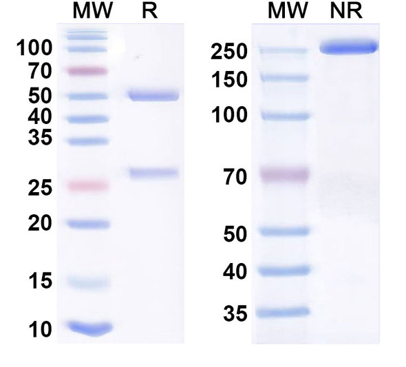 Tanruprubart Antibody - SDS-PAGE
