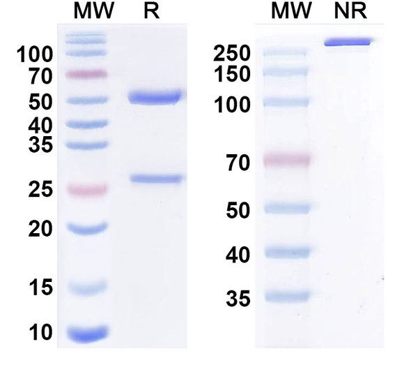 Cenvacibart Antibody - SDS-PAGE