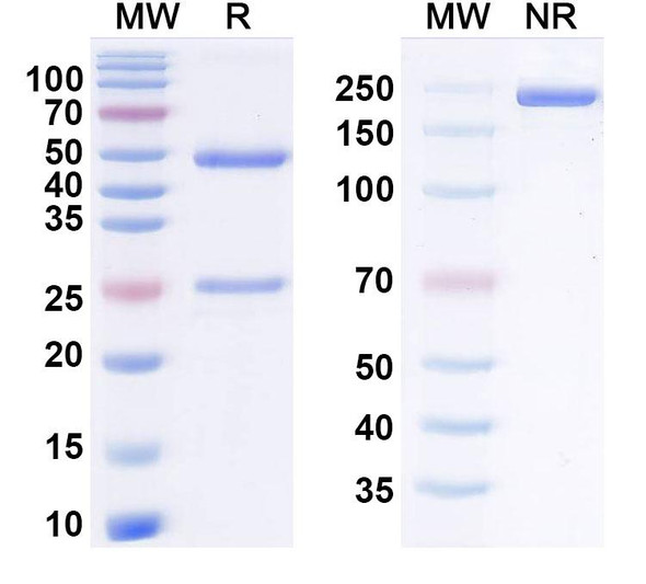 Sutacimig Antibody - SDS-PAGE