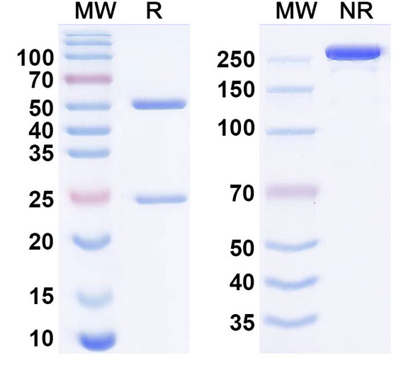 Alcestobart Antibody - SDS-PAGE