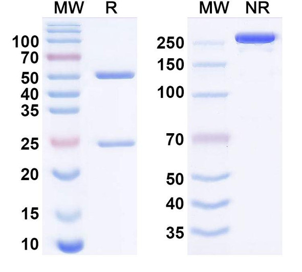Alpitatug Antibody - SDS-PAGE