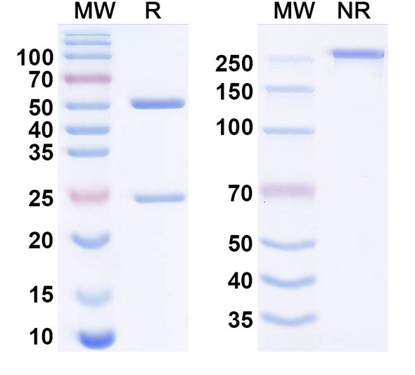 Emunkitug Antibody - SDS-PAGE