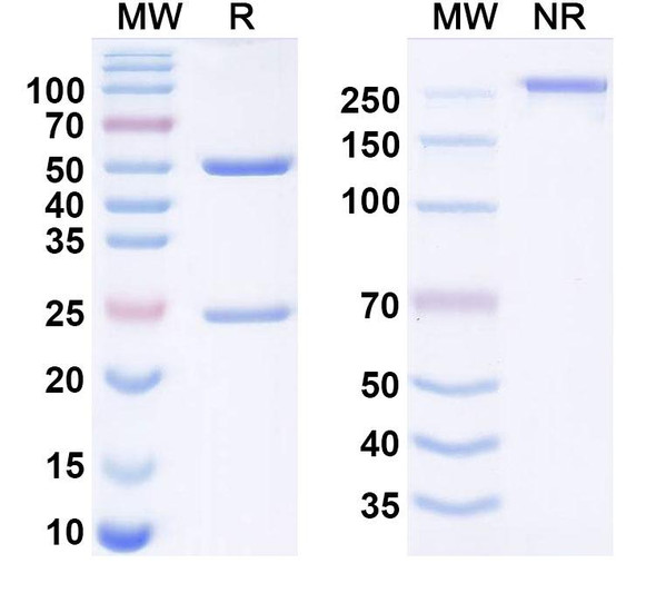 Suvonstobart Antibody - SDS-PAGE