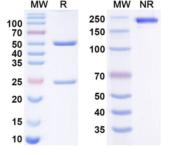 Birinkibart Antibody - SDS-PAGE