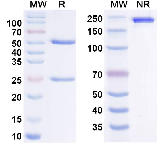 Imzokitug Antibody - SDS-PAGE