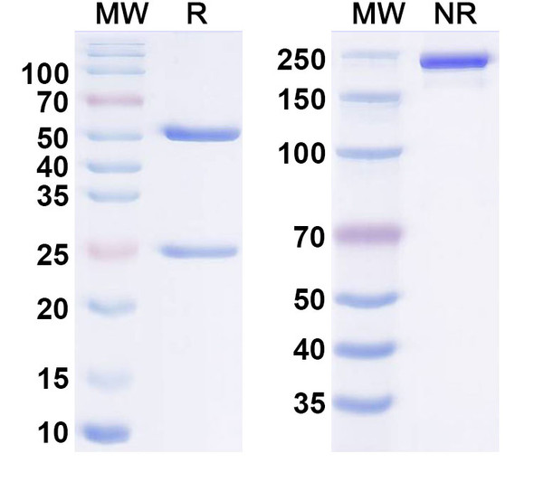 Ixotatug Antibody - SDS-PAGE
