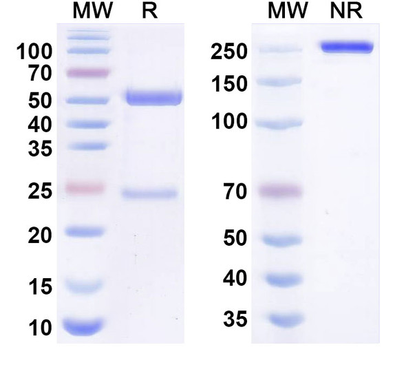 Laventatug Antibody - SDS-PAGE