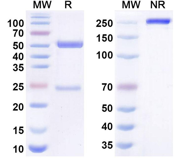 Arumakimig Antibody - SDS-PAGE