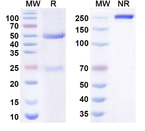 Turenkibart Antibody - SDS-PAGE