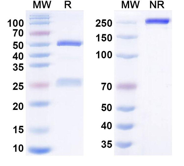 Amdokitug Antibody - SDS-PAGE