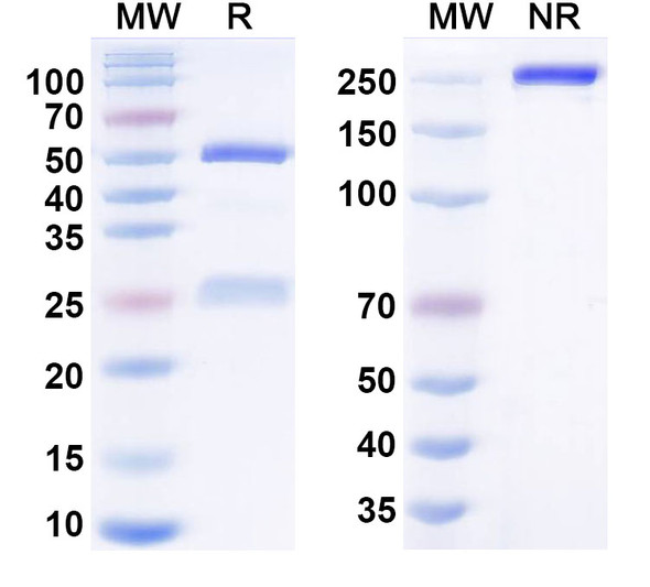 Crusekitug Antibody - SDS-PAGE