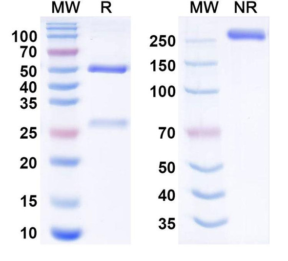 Felmetatug Antibody (Felmetatug Vedotin ADC, Payload-Free) - SDS-PAGE