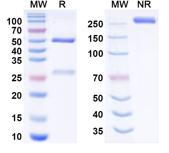 Ubletamig Antibody - SDS-PAGE