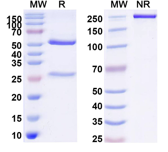 Denrakibart Antibody - SDS-PAGE