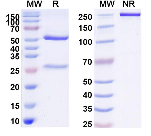 Remzistotug Antibody - SDS-PAGE