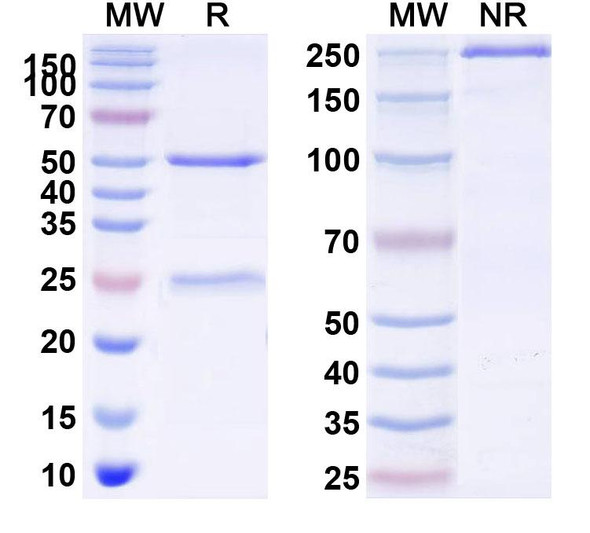 Nivisnebart Antibody - SDS-PAGE