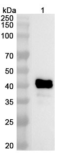 Besufetamig Antibody - WB