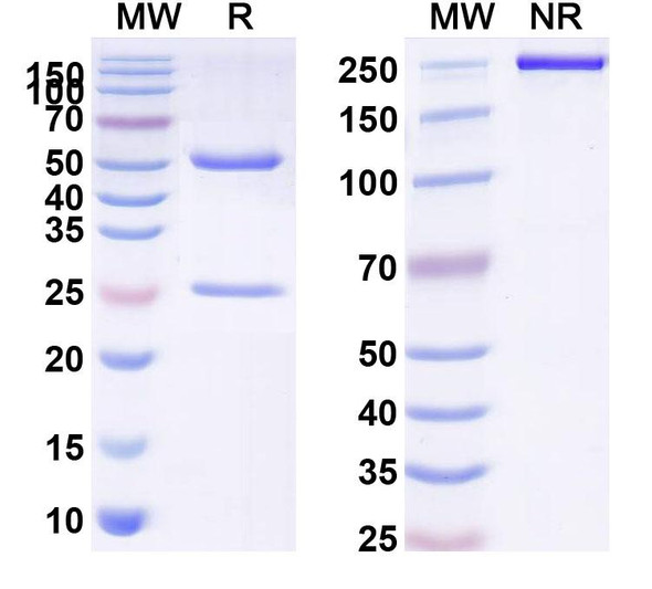 Besufetamig Antibody - SDS-PAGE