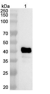Besufetamig Antibody - WB