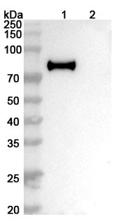 Anti-Flu A (H7N9) HA/Hemagglutinin Antibody (m826) - WB