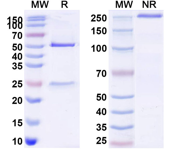 Anti-Flu A (H3N2) HA/Hemagglutinin Neutralizing Antibody (CR8043) - SDS-PAGE
