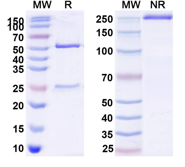 Anti-Flu A (H3N2) HA/Hemagglutinin Antibody (C05) - SDS-PAGE