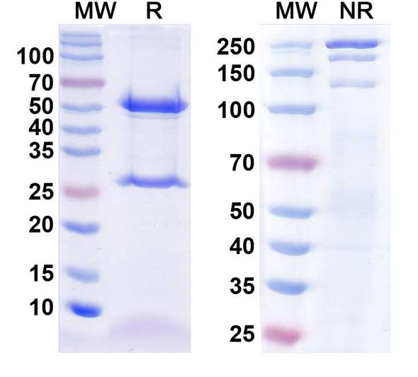 Ensavatatug Antibody - SDS-PAGE