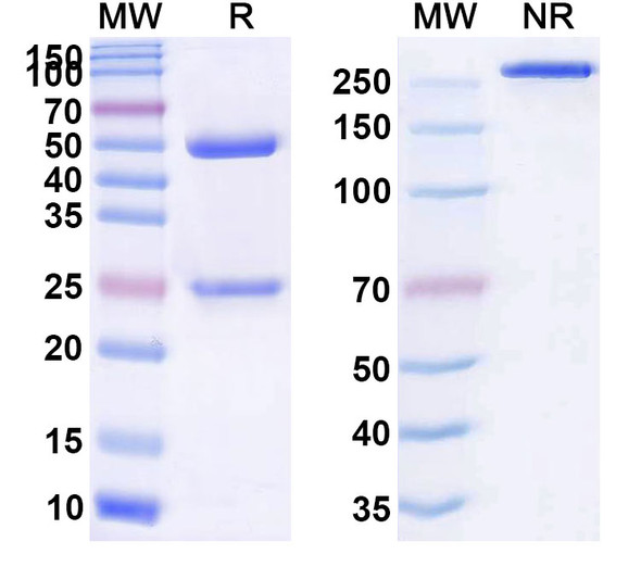 Inclocibart Antibody - SDS-PAGE