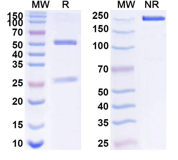 Iscastobart Antibody - SDS-PAGE