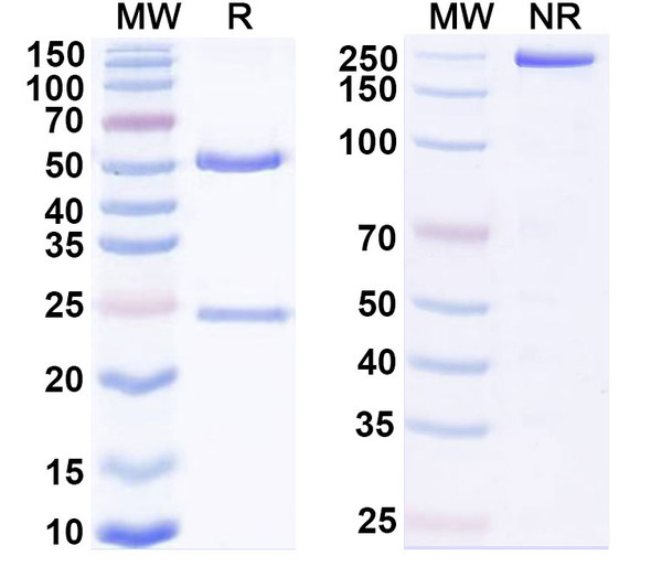 Mocertatug Antibody - SDS-PAGE