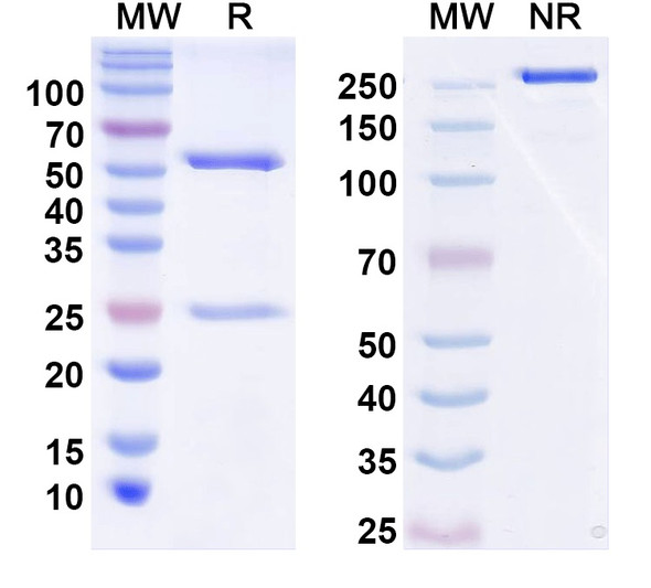 Nebaprubart Antibody - SDS-PAGE