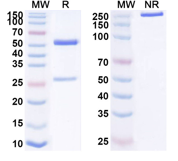 Notiretatug Antibody - SDS-PAGE