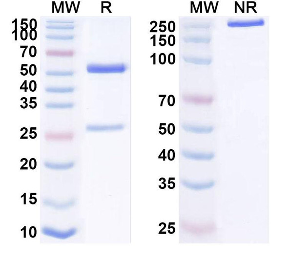 Notiretatug Antibody - SDS-PAGE