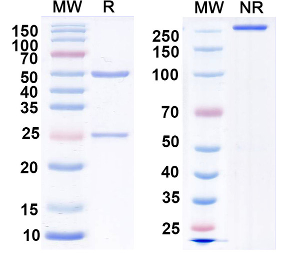 Povovetug Antibody - SDS-PAGE