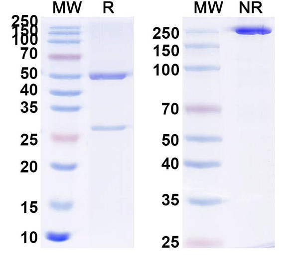 Risvutatug Antibody - SDS-PAGE