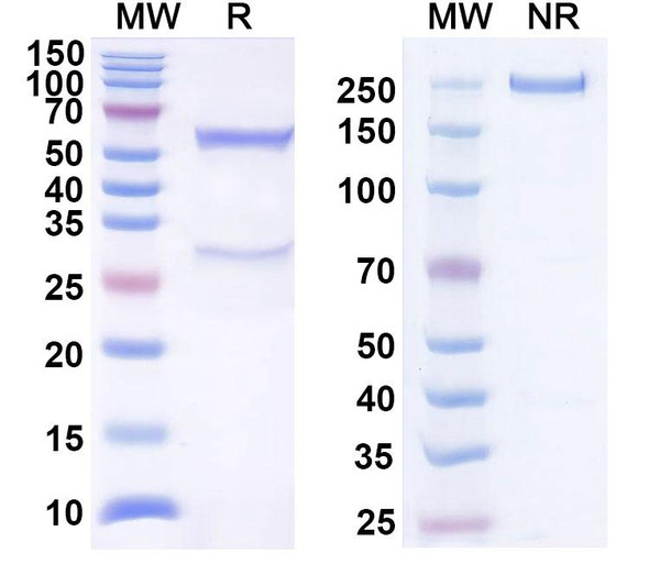 Roltotatug Antibody - SDS-PAGE