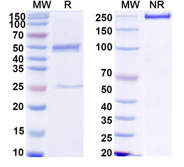 Vemzatatug Antibody - SDS-PAGE