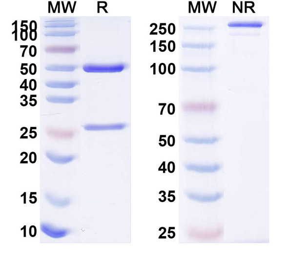 Zarutatug Antibody - SDS-PAGE