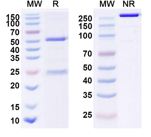 Anti-EGFRvIII Antibody (AMG-595) (ADC, Payload-Free) - SDS-PAGE
