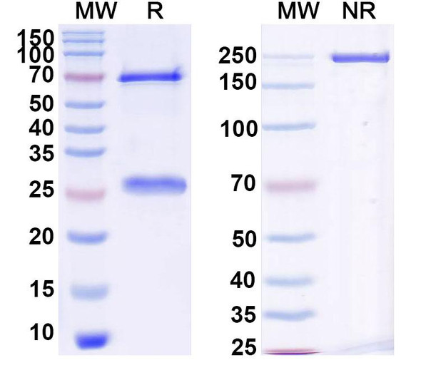 Naxitamab Antibody - SDS-PAGE