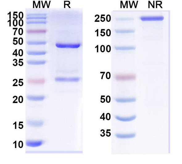 Adalimumab Antibody - SDS-PAGE