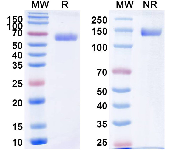 Aflibercept (Research-Grade) - SDS-PAGE