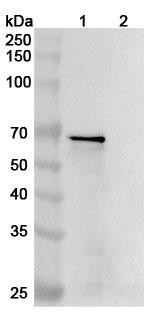 Human MAPT/Tau/PHF-tau (DC8E8) Antibody - WB