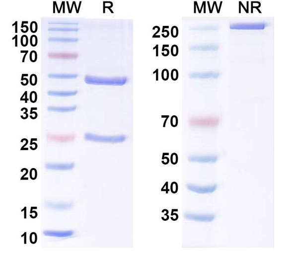 Human MAPT/Tau/PHF-tau (DC8E8) Antibody - SDS-PAGE