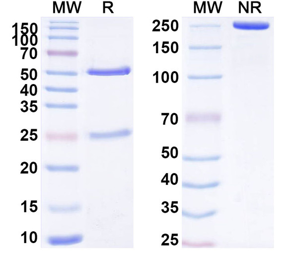 Anti-TCR αβ/alpha-beta TCR (SAA0485) Antibody - SDS-PAGE