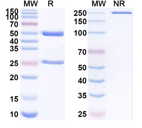 Anti-SARS-CoV-2 RBD antibody (CR3022) - SDS-PAGE