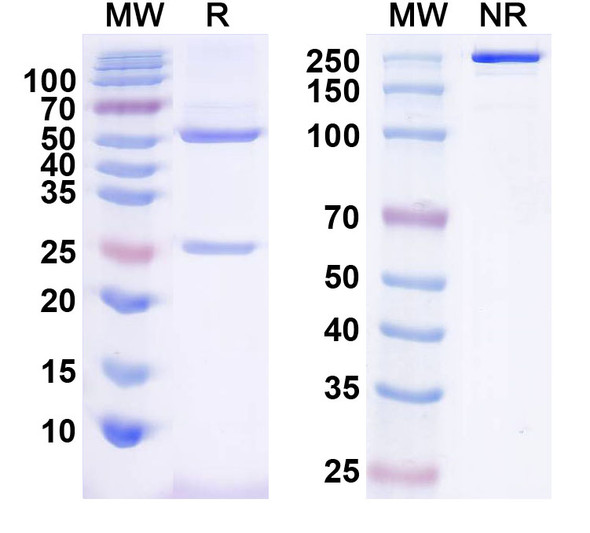 Anti-Human CD120b/TNFRSF1B/TNFR2 Monoclonal In Vivo Antibody - Low Endotoxin (SAA0309) - SDS-PAGE