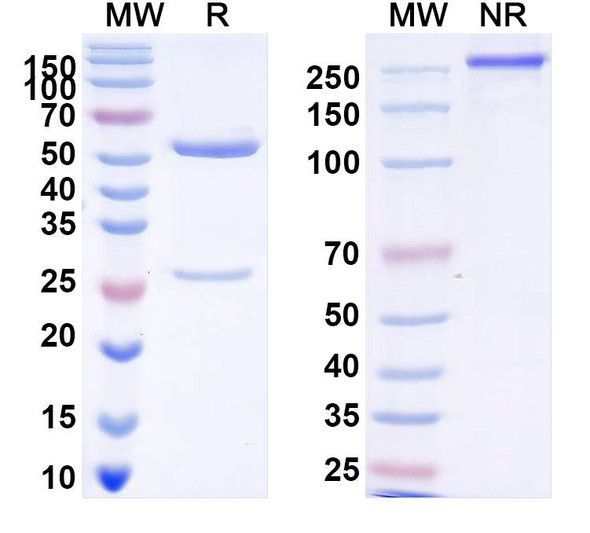Anti-HPV6 L1/Major capsid protein L1 Pentamer Monoclonal In Vivo Antibody - Low Endotoxin (Iv0005) - SDS-PAGE