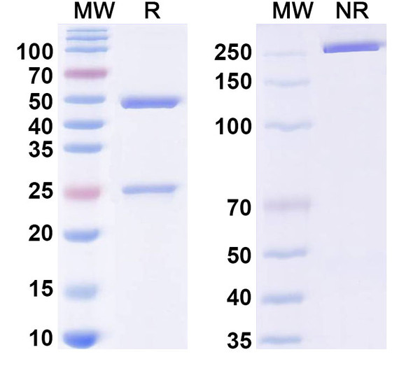 Anti-HPV B19/B19V VP1/Coat protein VP1 Monoclonal In Vivo Antibody - Low Endotoxin (Iv0009) - SDS-PAGE